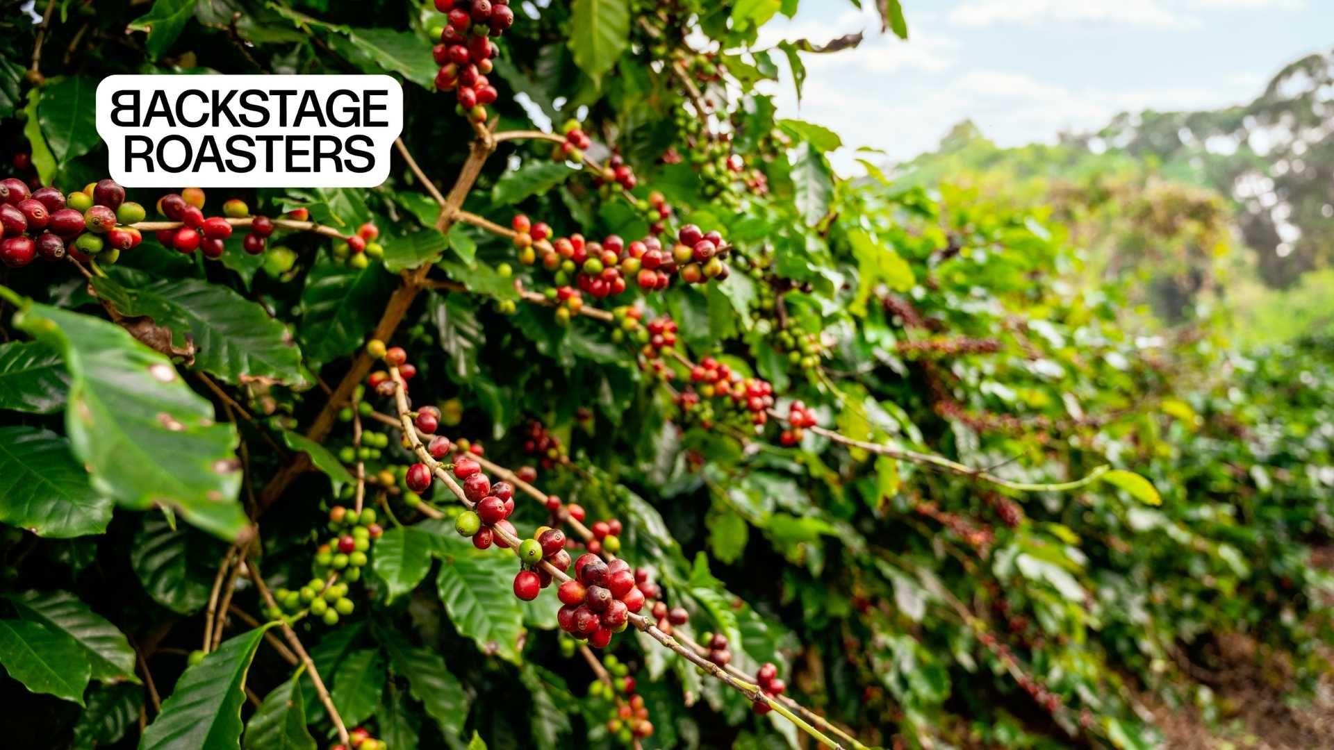 Kavos pupelės su skoninėmis natomis: tikra ar marketingo triukas?